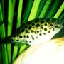freshwater fish - tetraodon nigroviridis - green spotted puffer stocking in 75 gallons tank - Green Spotted Puffer