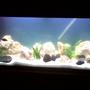 42 gallons freshwater fish tank (mostly fish and non-living decorations) - African lake malawi cichlids