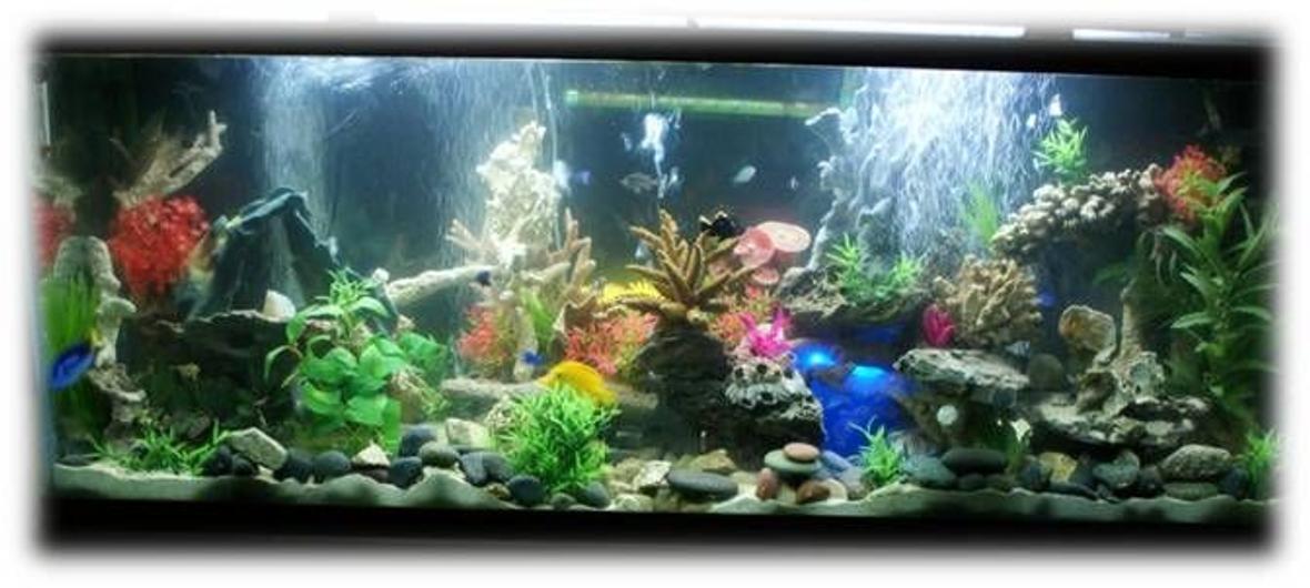 110 gallons saltwater fish tank (mostly fish, little/no live coral) - Aquatic Dimensions 110 Gallon Glass Saltwater Tank. JBJ Lighting Jebo Cannister Filter Protein Skimmer 3 air pumps Yellow Tang Blue Tang Clownfish Lionfish Assorted Damsels