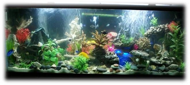 110 gallons saltwater fish tank (mostly fish, little/no live coral) - Aquatic Dimensions
110 Gallon Glass Saltwater Tank. 
JBJ Lighting 
Jebo Cannister Filter
Protein Skimmer
3 air pumps

Yellow Tang
Blue Tang
Clownfish
Lionfish
Assorted Damsels