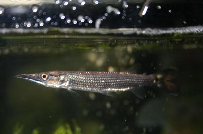 freshwater fish - ctenolucius hujeta - hujeta gar stocking in 75 gallons tank - my hujeta gar