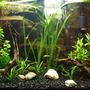 20 gallons planted tank (mostly live plants and fish) - 6 tetra neon 4 tetra chinois 4 platy ~20 cerry shrimp with marimo balls