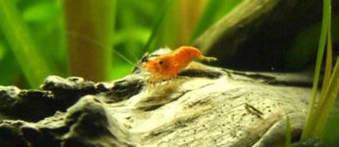 corals inverts - neocaridina denticulata sinensis - red cherry shrimp stocking in 20 gallons tank - Red cherry Shrimp