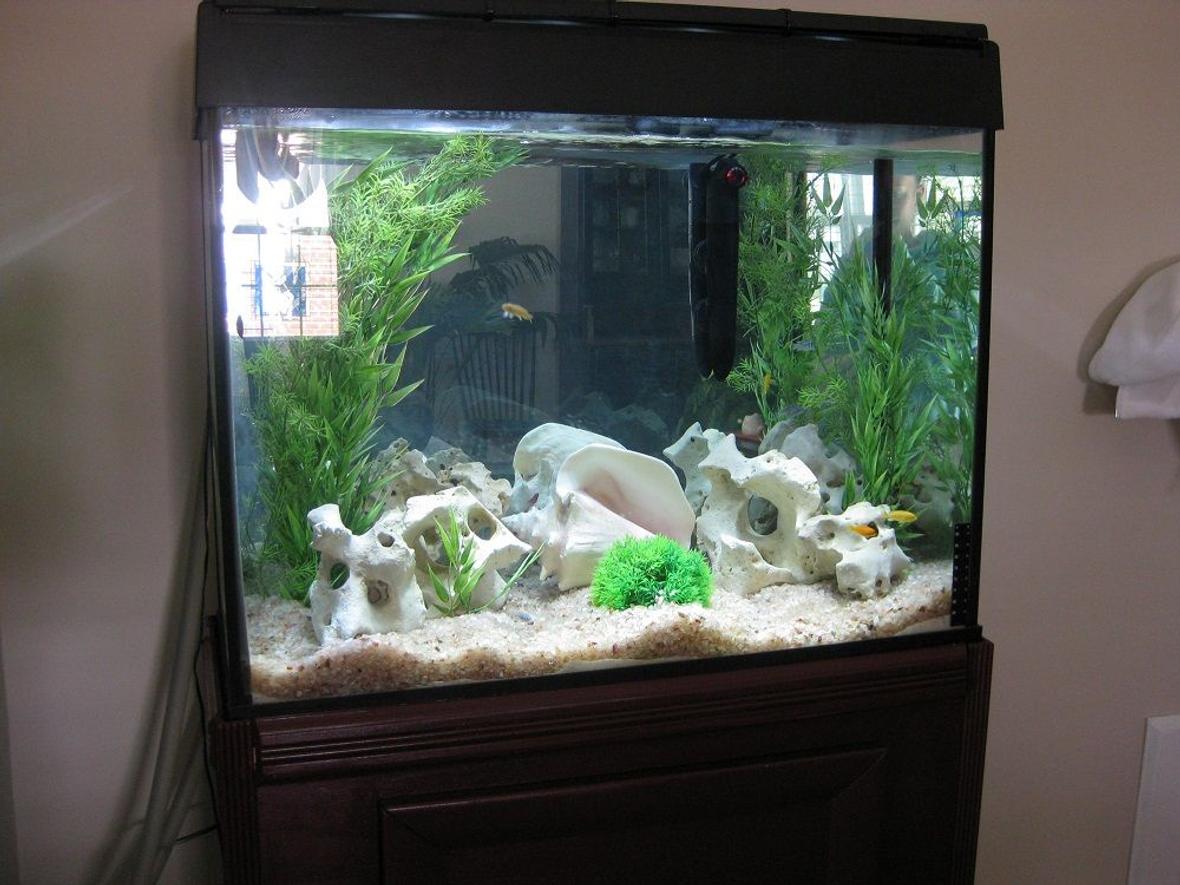 37 gallons freshwater fish tank (mostly fish and non-living decorations) - 37 gallon