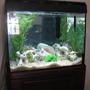 37 gallons freshwater fish tank (mostly fish and non-living decorations) - 37 gallon