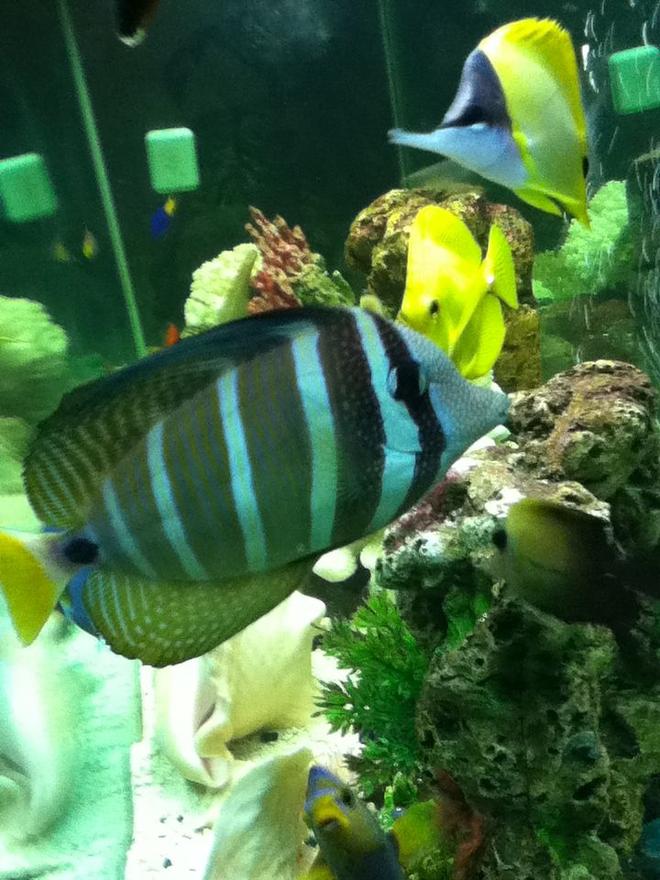 saltwater fish - zebrasoma veliferum - sailfin tang stocking in 150 gallons tank - sailfin tang