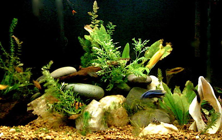 Rated #123: 75 Gallons Planted Tank - Planted Freshwater mixed african cichlid aquarium