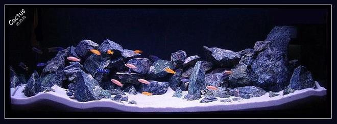 120 gallons freshwater fish tank (mostly fish and non-living decorations) - Rocky Hills