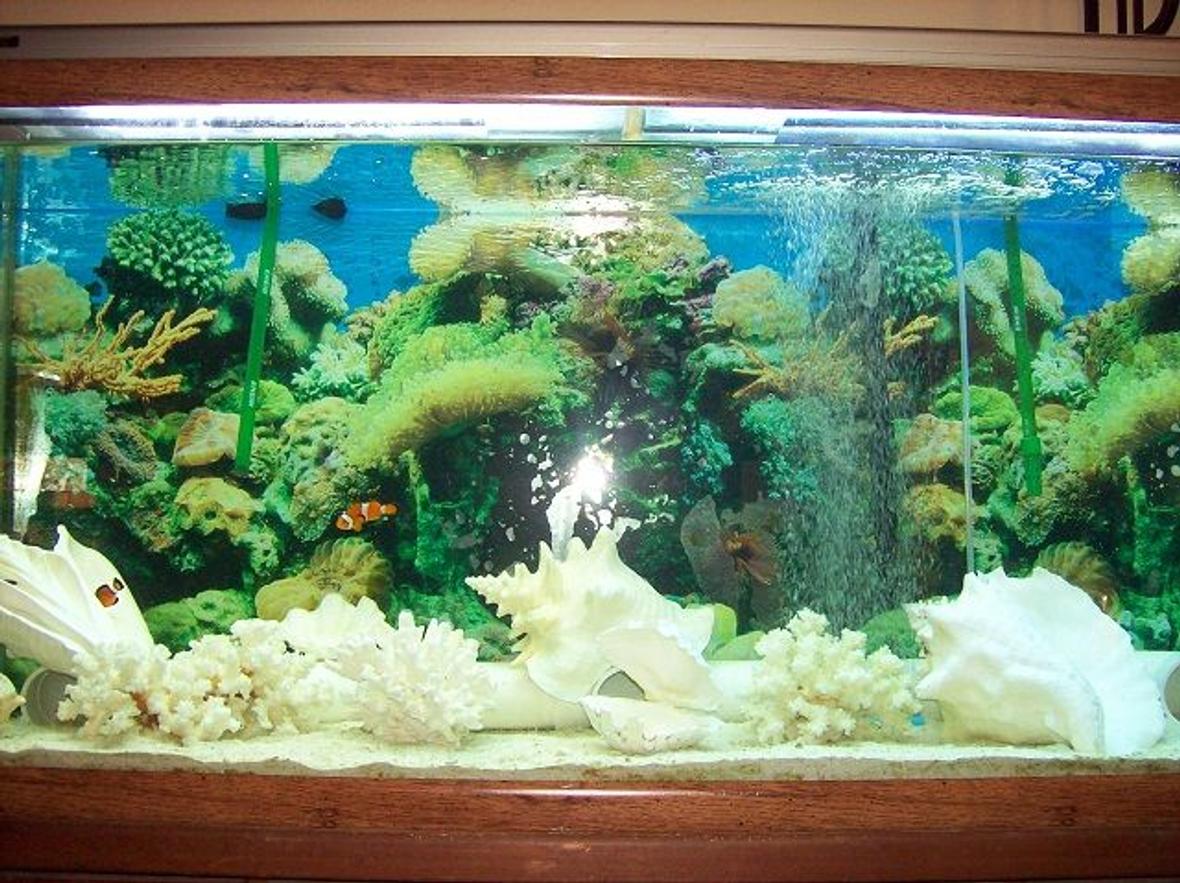 55 gallons saltwater fish tank (mostly fish, little/no live coral) - Saltwater, fish-only tank decorated with fossil coral, conchs, and other misc. shells. Hope to try a reef tank one day (have the proper lights) but am happy with the current setup (my fish LOVE hiding/living in the shells). Also in the tank is a snowflake eel and he chooses the large conchs over his pipe home; the clowns fight over who gets which shell. Very entertaining after a stressful day at work.