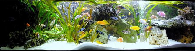 132 gallons freshwater fish tank (mostly fish and non-living decorations) - My best TV chanell