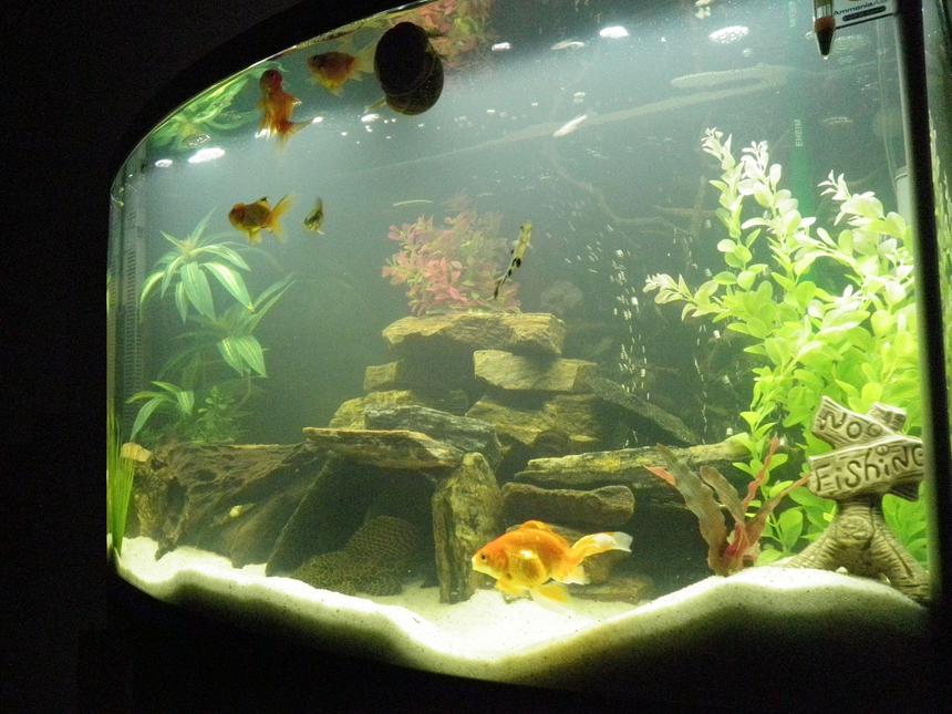 Rated #189: 46 Gallons Freshwater Fish Tank - My tank right now....please leave comments - ideas, tips & advice for making it look more like a professional tank!!

thanks