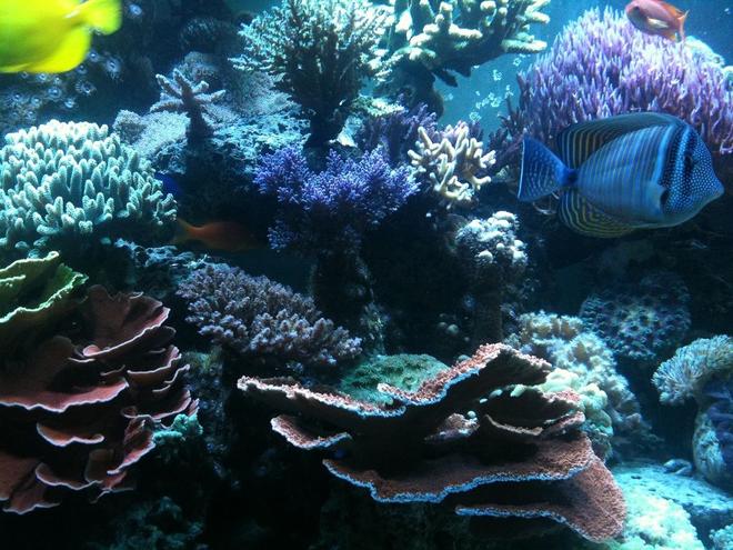 182 gallons reef tank (mostly live coral and fish) - the reef