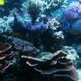 182 gallons reef tank (mostly live coral and fish) - the reef