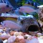 freshwater fish - neolamprologus caudopunctatus - caudopunctatus cichlid stocking in 54 gallons tank - Breeding Pair