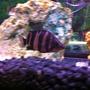 freshwater fish - datnioides microlepis - gold tiger datnoid stocking in 54 gallons tank - Gold Tiger Datnoid