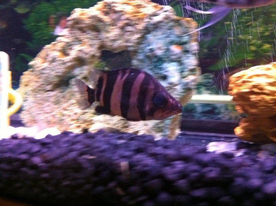 freshwater fish - datnioides microlepis - gold tiger datnoid stocking in 54 gallons tank - Gold Tiger Datnoid