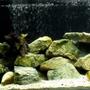 65 gallons freshwater fish tank (mostly fish and non-living decorations) - 48x18x18" Malawi Mbuna