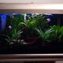 13 gallons planted tank (mostly live plants and fish) - My Tank :)