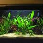 36 gallons planted tank (mostly live plants and fish) - My 135l community tank