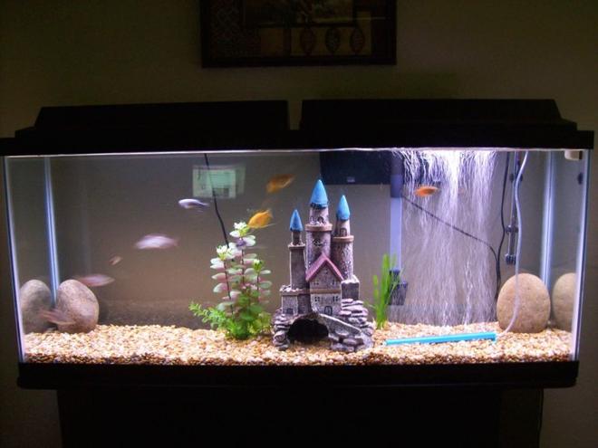 55 gallons freshwater fish tank (mostly fish and non-living decorations) - 55 Gallon Tank