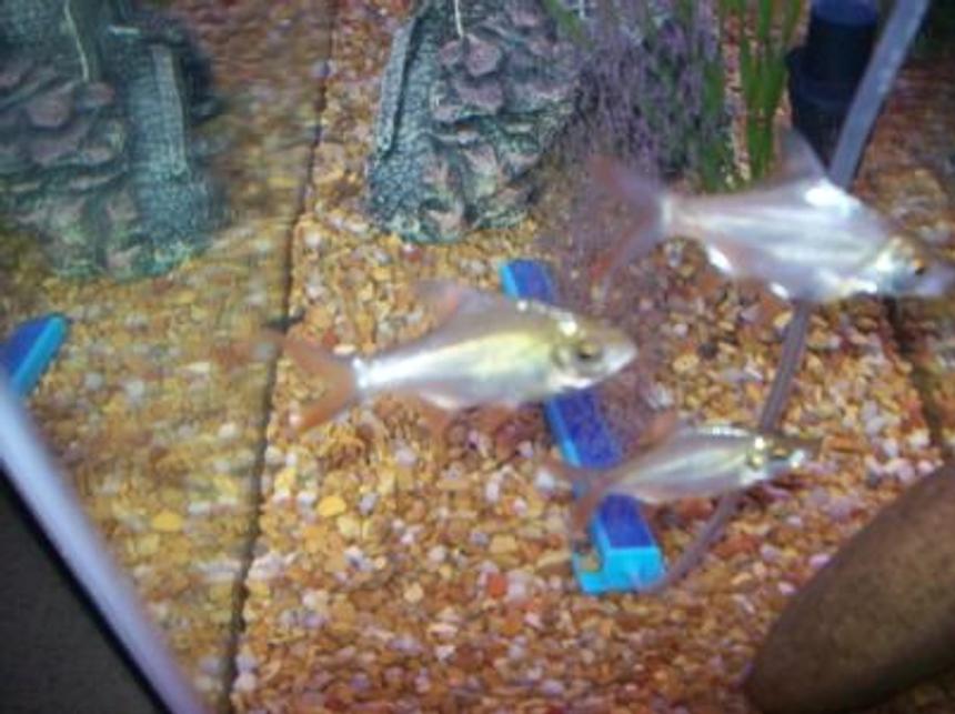 Rated #130: Freshwater Fish - Barbus Schwanefeldi - Tinfoil Red Tail Barb Stocking In 55 Gallons Tank - REDFIN BARBS
