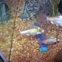 freshwater fish - barbus schwanefeldi - tinfoil red tail barb stocking in 55 gallons tank - REDFIN BARBS
