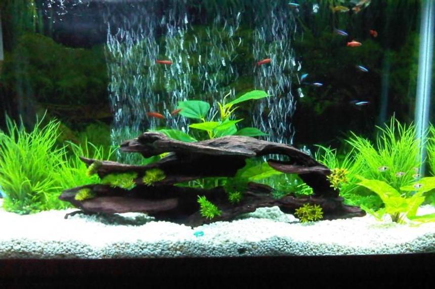 Rated #48: 45 Gallons Freshwater Fish Tank - my first upload :D