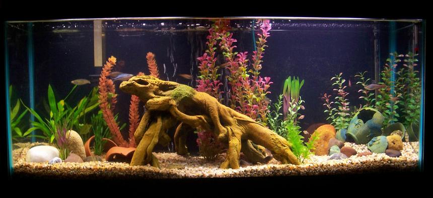 Rated #71: 55 Gallons Freshwater Fish Tank - 55 Gallon River-Bottom tank; Rainbowfish, Harlequin Rasboras, Emerald Cories