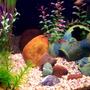 fish tank picture - 55g Riverbed: Close-Up 1