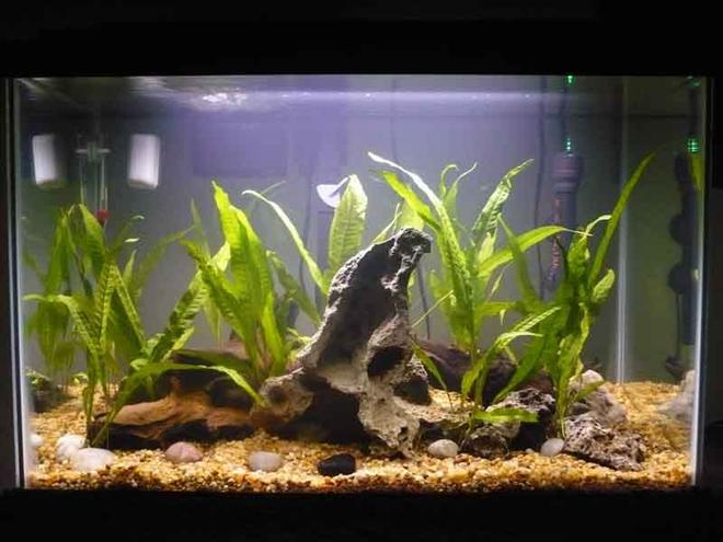 20 gallons planted tank (mostly live plants and fish) - Java Fern, grotto rock and mopani wood.