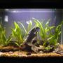 20 gallons planted tank (mostly live plants and fish) - Java Fern, grotto rock and mopani wood.
