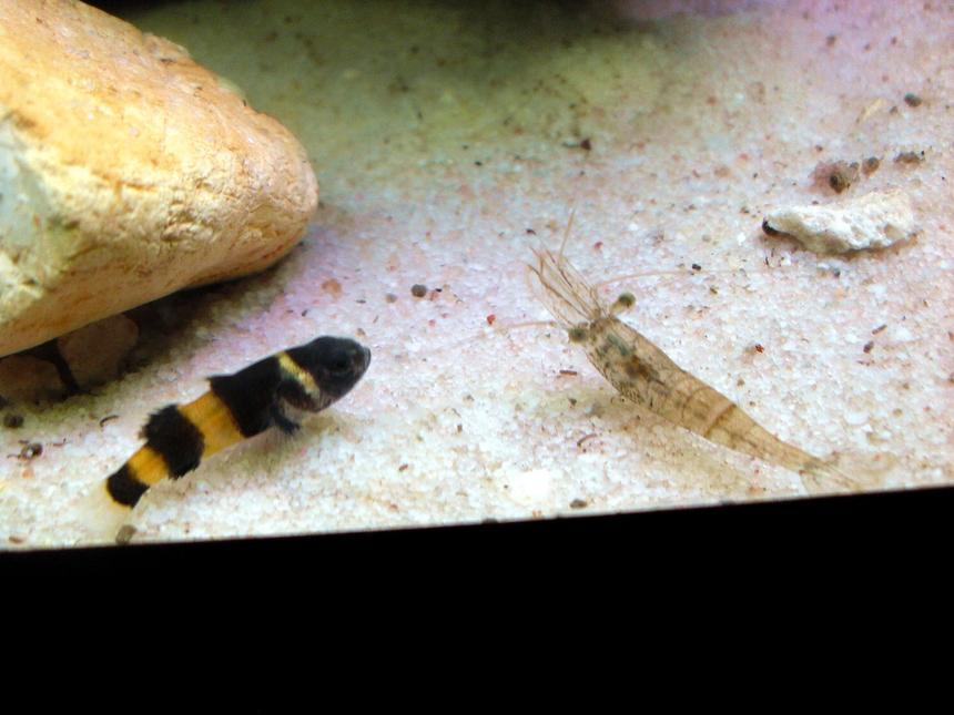 Rated #51: Freshwater Fish - Brachygobius Doriae - Bumble Bee Goby Stocking In 20 Gallons Tank - Bumble Bee Goby and Ghost Shrimp