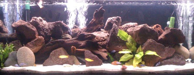 55 gallons freshwater fish tank (mostly fish and non-living decorations) - African cichlid tank with at the moment 5 young Msobo, 12 young Demasoni,5 yellow labs, 5 bristle nose 2 of them albino and a pleco