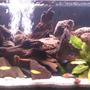 55 gallons freshwater fish tank (mostly fish and non-living decorations) - African cichlid tank with at the moment 5 young Msobo, 12 young Demasoni,5 yellow labs, 5 bristle nose 2 of them albino and a pleco