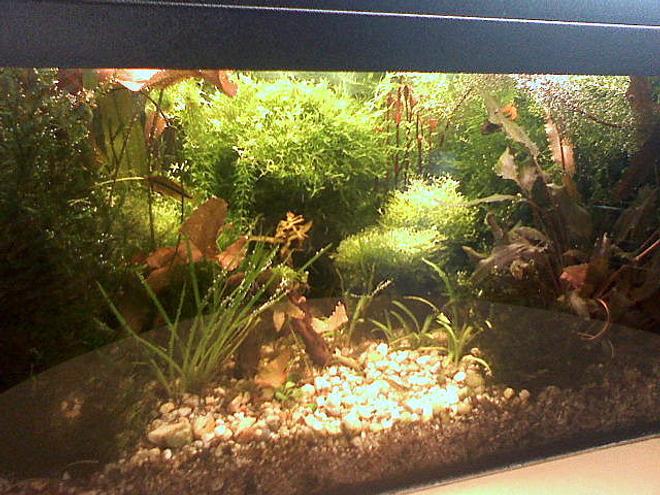 30 gallons planted tank (mostly live plants and fish) - planted tank