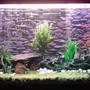 100 gallons freshwater fish tank (mostly fish and non-living decorations) - This is a fresh water Tank with dimentions L : 4ft., H : 2.5ft., D :1.5ft. It has tetras, Discus, catfish, angles, silver shark and red lobsters right now, I'll be adding some more very soon.