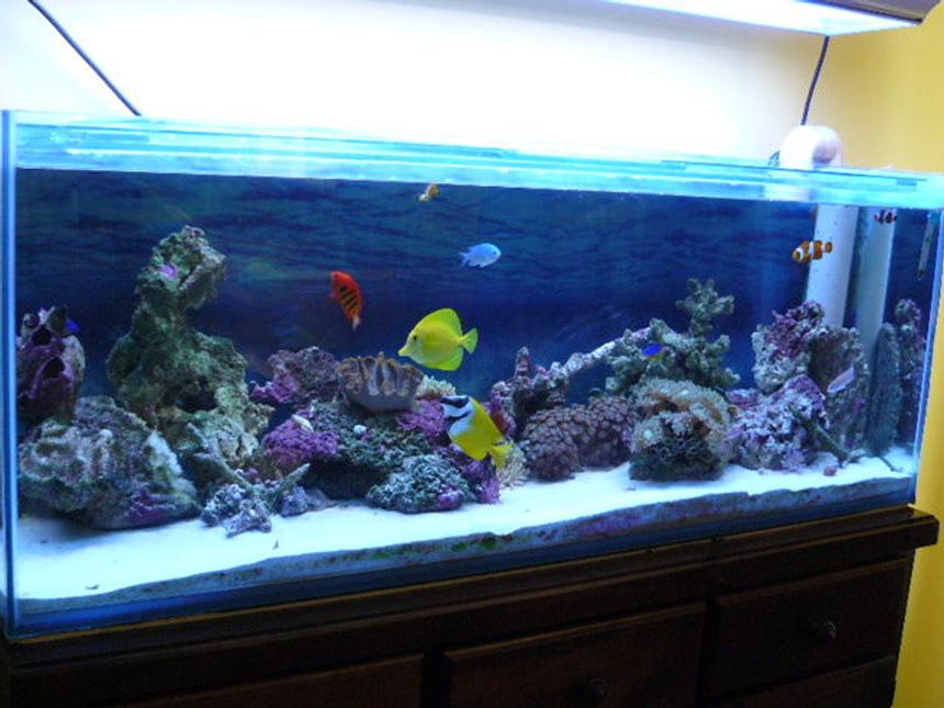 Rated #33: 52 Gallons Reef Tank - my first reef tank. 20kg live sand. 20-25kg live rock. fox face, yellow tang, flame angel, blue chromis, 3 clowns, 2 damsels, pink anthia. 2 anemones. various soft corals.