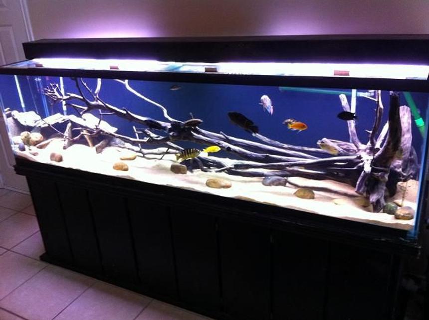 Rated #3: 240 Gallons Freshwater Fish Tank - 240 long