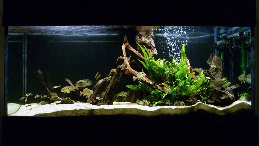 Rated #2: 119 Gallons Freshwater Fish Tank - My South American cichlid tank.