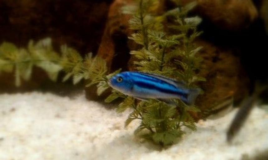 Rated #65: Freshwater Fish - Melanochromis Johannii - Johanni Cichlid Stocking In 72 Gallons Tank - Electric Blue Johanni