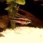freshwater fish - pelvicachromis pulcher - kribensis cichlid stocking in 72 gallons tank - Kribensis