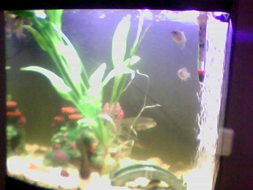 Rated #379: 14 Gallons Freshwater Fish Tank - sorry for the bad pic