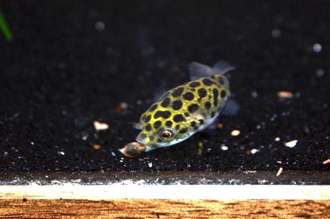 freshwater fish - tetraodon nigroviridis - green spotted puffer stocking in 65 gallons tank - Green Spotted Puffer munching on a snail