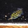 freshwater fish - tetraodon nigroviridis - green spotted puffer stocking in 65 gallons tank - Green Spotted Puffer munching on a snail