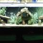 350 gallons freshwater fish tank (mostly fish and non-living decorations) - 350 gallon acrylic