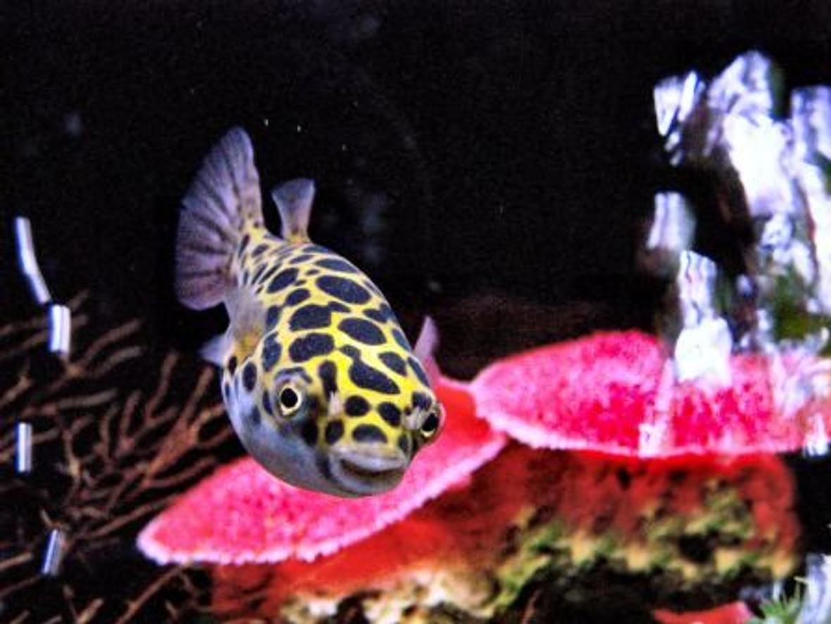 freshwater fish - tetraodon nigroviridis - green spotted puffer stocking in 55 gallons tank - Green Spotted Puffer in 55 Gallon Brackish water tank