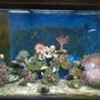 115 gallons reef tank (mostly live coral and fish) - my tank