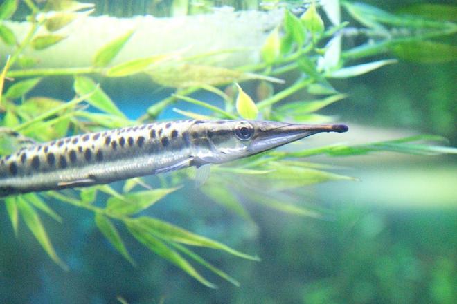freshwater fish - mosaic gar stocking in 180 gallons tank - South American mosaic gar