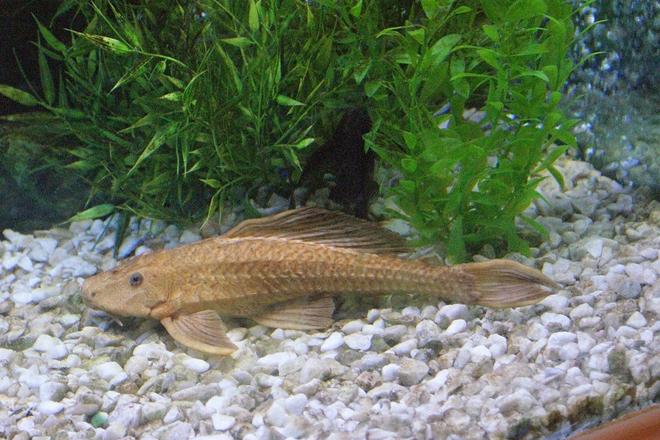 freshwater fish - glyptoperichthys scrophus - chocolate pleco stocking in 180 gallons tank - 14 inch chocolate pleco