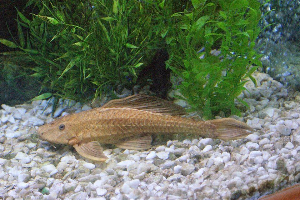 freshwater fish - glyptoperichthys scrophus - chocolate pleco stocking in 180 gallons tank - 14 inch chocolate pleco